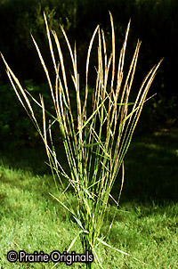 Grass, Sweetgrass (Hierochloe odorata), packet of 20 seeds