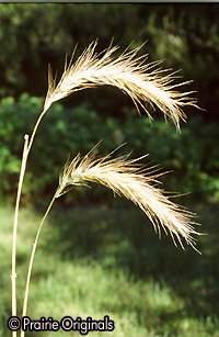 What Does Sweetgrass Look Like?